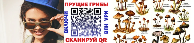 Галлюциногенные грибы прущие грибы  где можно купить   Безенчук 